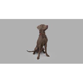 Weimaraner Sitting Dog 3D model